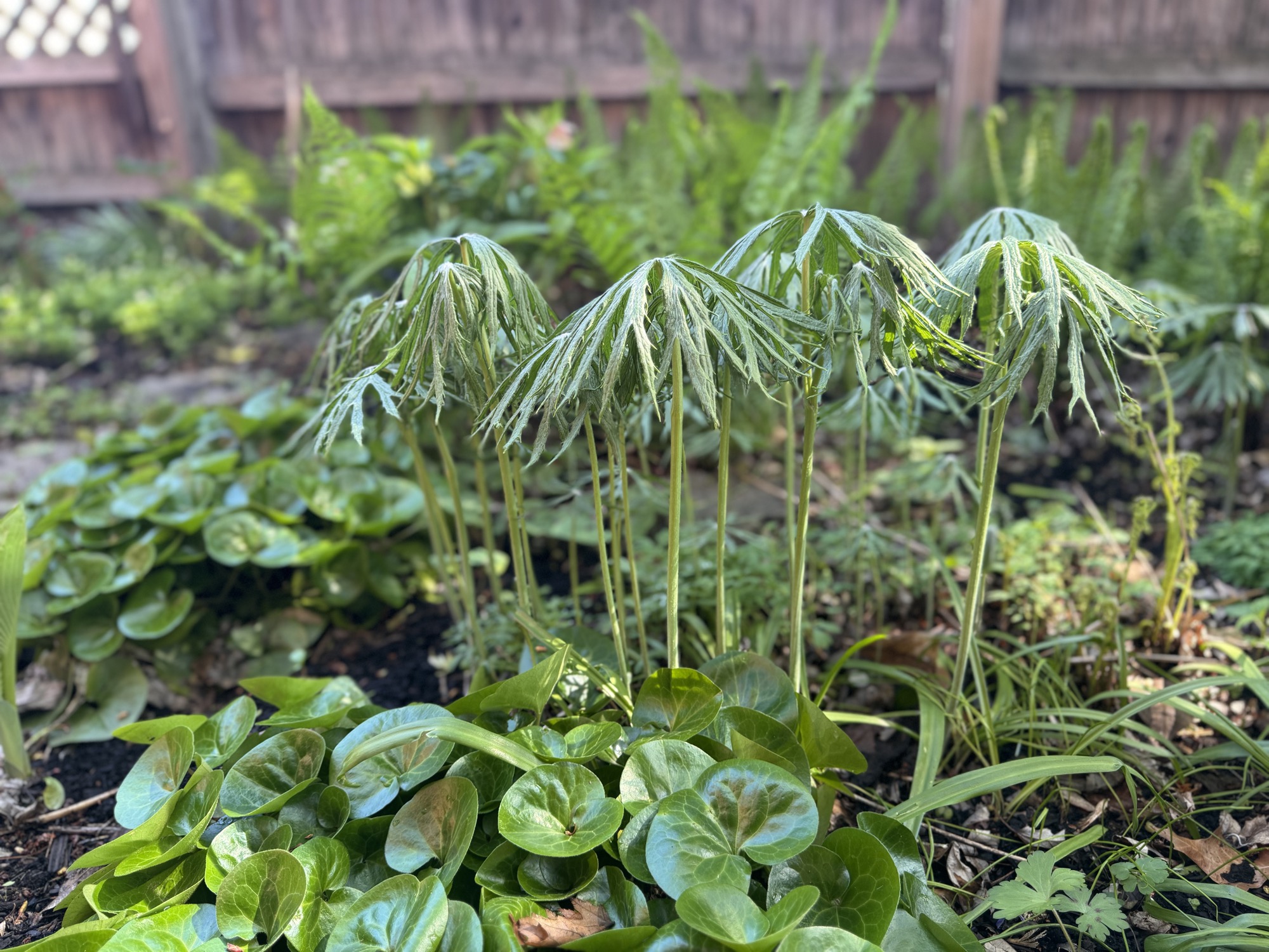 Lush shade garden detail 2