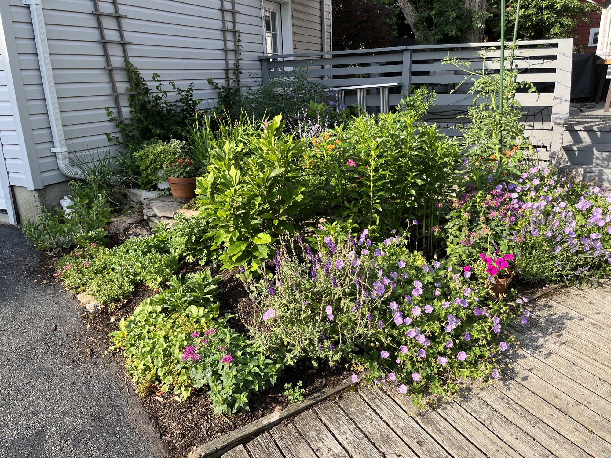 Perennials planted atop an old tree root system