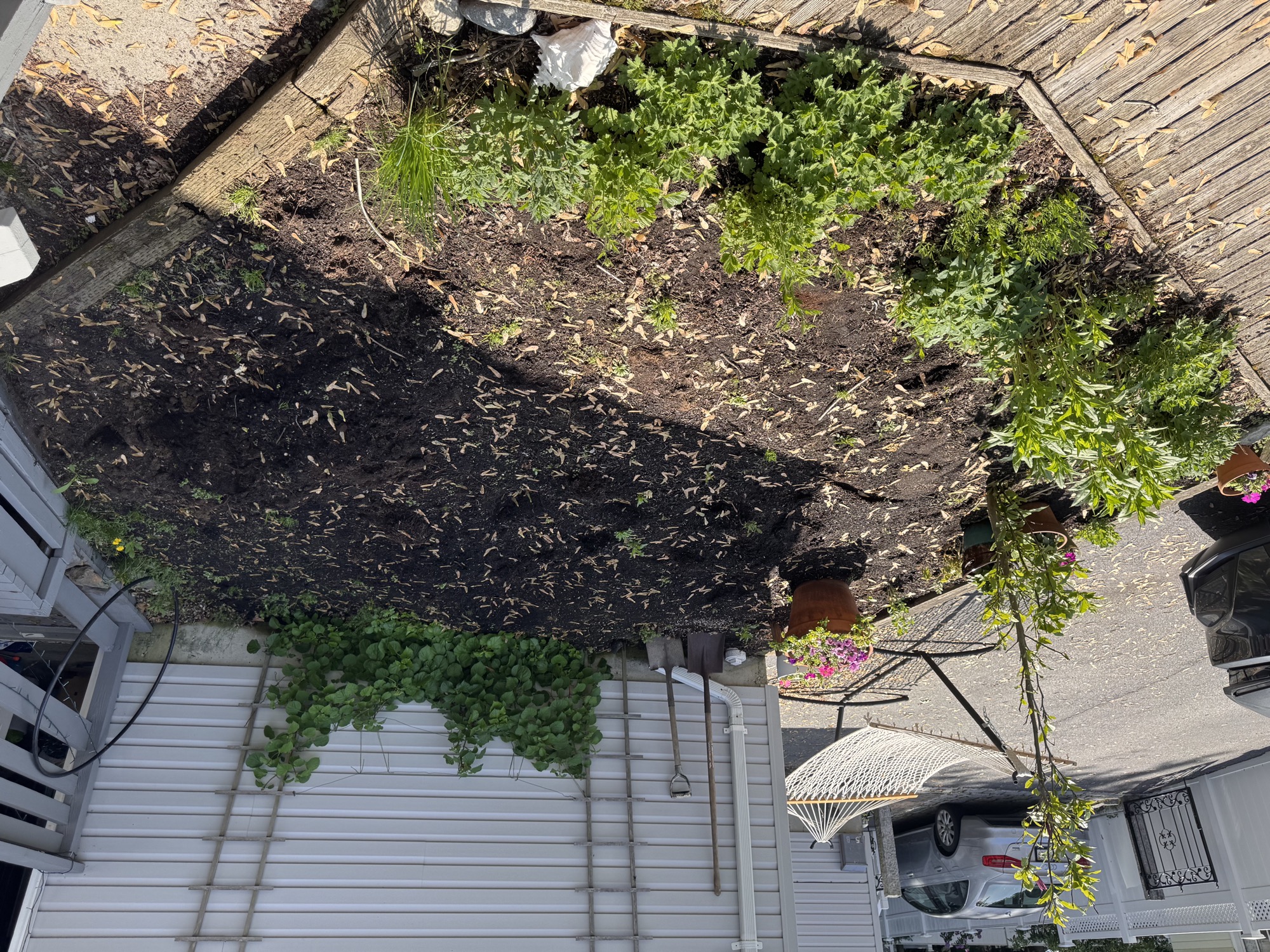 Site before planting, exposed tree roots
